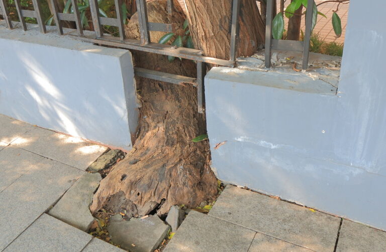 What Damage Can Result from Tree Roots? Alan J. Carnegie, APC