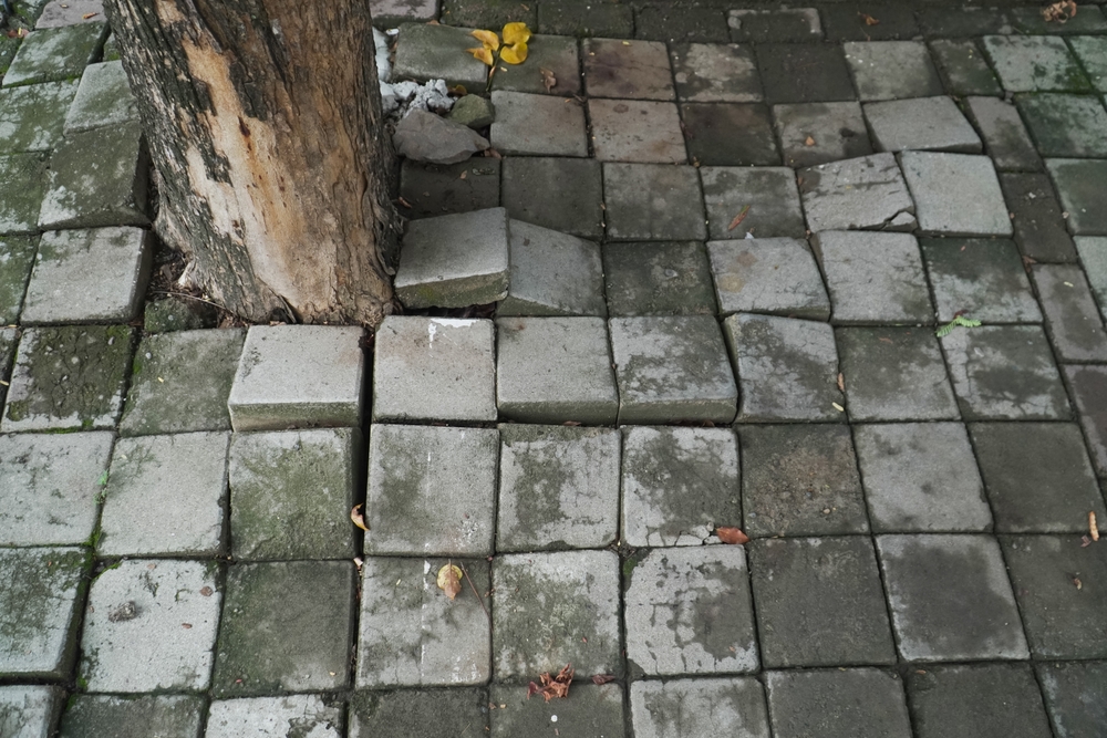 Tree Root Damage in Los Angeles