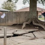 Resolving Tree roots damage neighbor: Your Legal Options